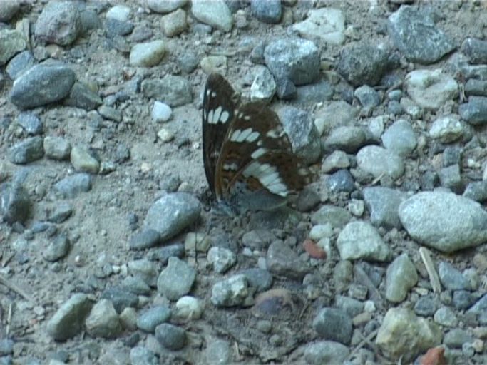 Kleiner Eisvogel ( Limenitis camilla ), Flügelunterseite : Kaiserstuhl, 15.07.2006